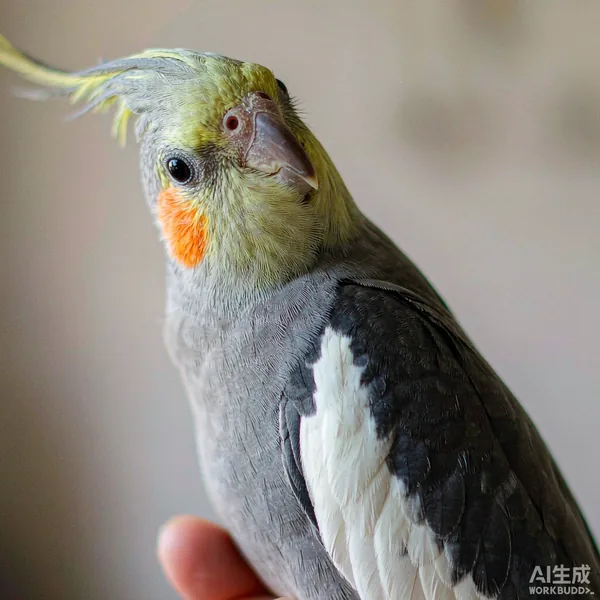 玄凤鹦鹉