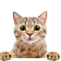 探头张望的小猫咪